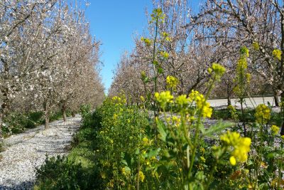 Almond Board Provides Seed Grants to Support Pollinator Health and Biodiversity