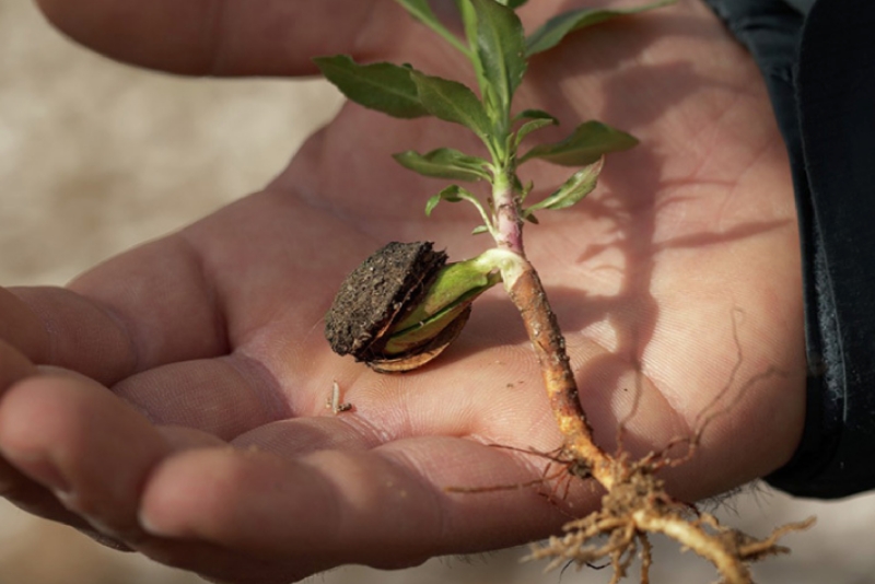 ALMOND LIFECYCLE