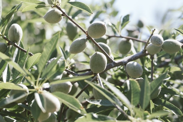 Almonds